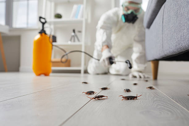 Commercial Kitchen Cockroach Control in Roaming Shores